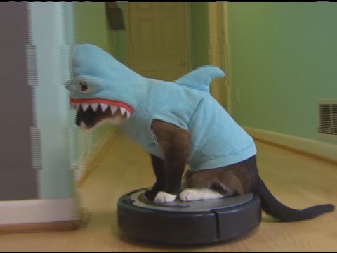 roomba cat toy