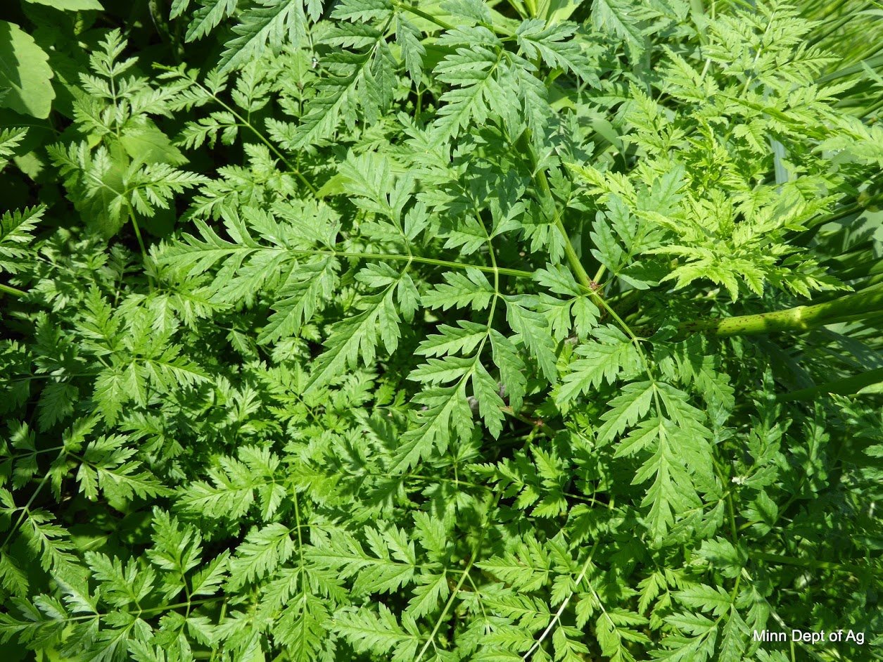 MDA Warns Of Poison Hemlock Plant - KEYC.com